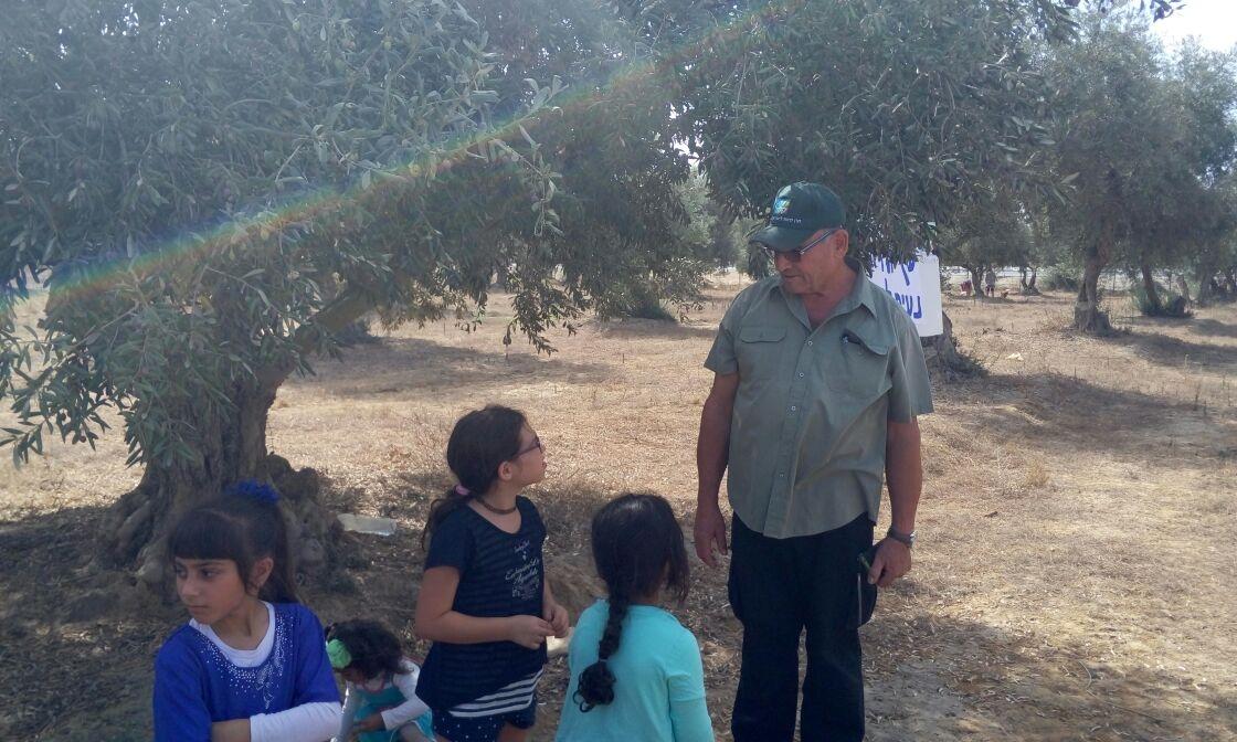 מאות מבקרים במסיק השנתי של קק"ל