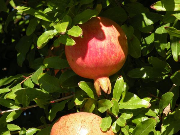 ניתן לשמור על המשקל גם בחג