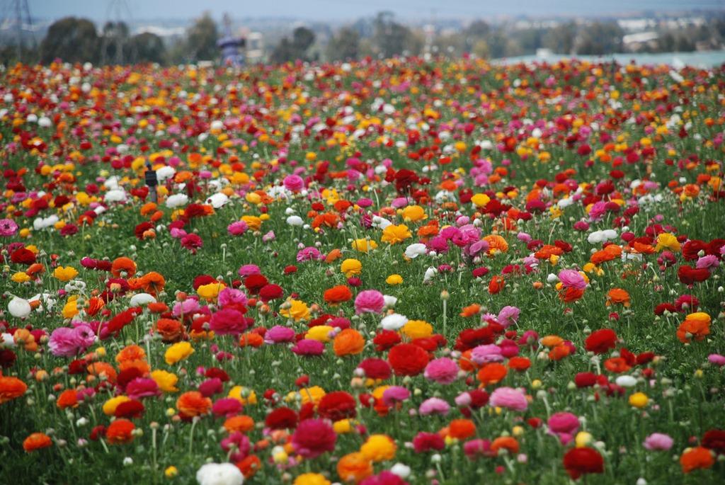 פסטיבל קטיף נוריות בקמדה צילום ענבל עלמה בצר 7b13b