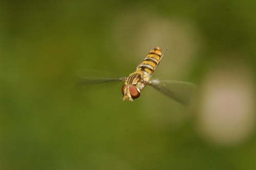 זבוב רחף (Hoverfly) - מהמין Episyrphus balteatus