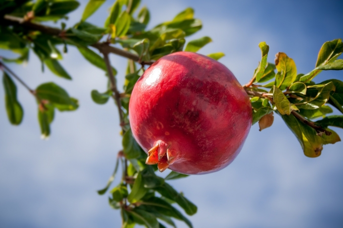 צילום: רשת שקדיה