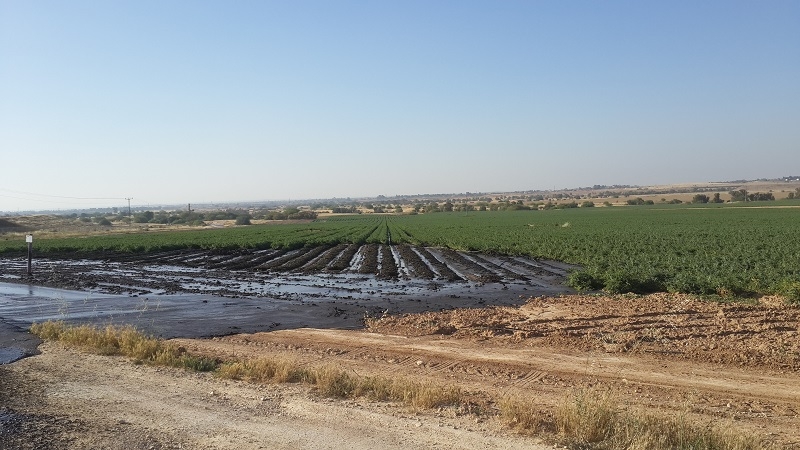 נחל פטיש לאחר הזיהום בבוצת השפכים. צילום: דן איש שלום, המשרד להגנת הסביבה