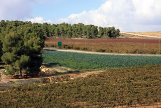 יער יתיר. צילום: יעקב שקולניק