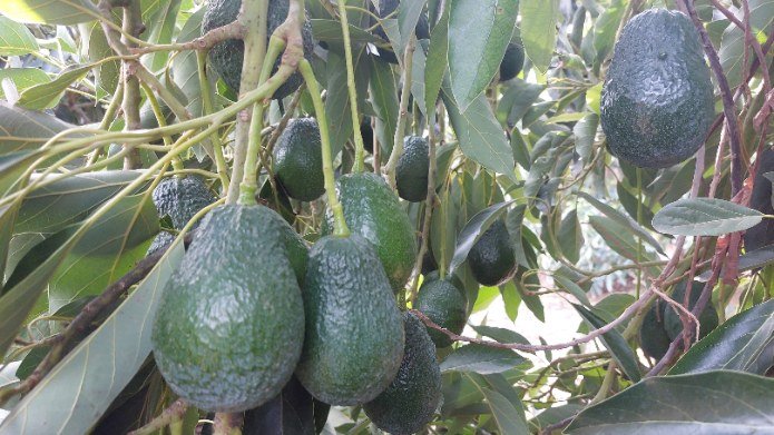 אבוקדו מזן BL. צילום: אבוקדו גל