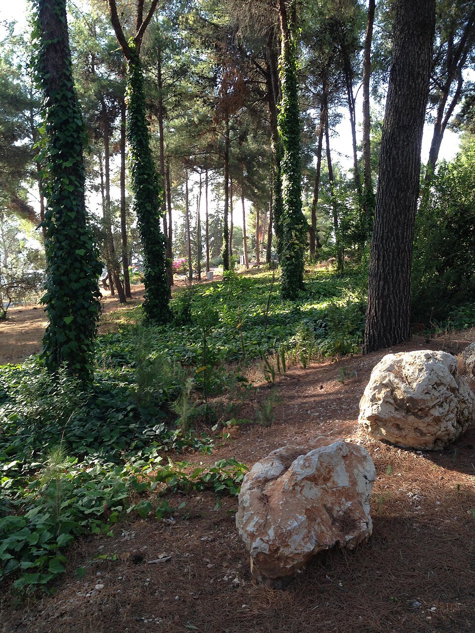 עצים גבוהים וסלעים ביער ביריה שמעל צפת (צילום: מוטי לקסמן, PikiWiki, CC BY 2.5)