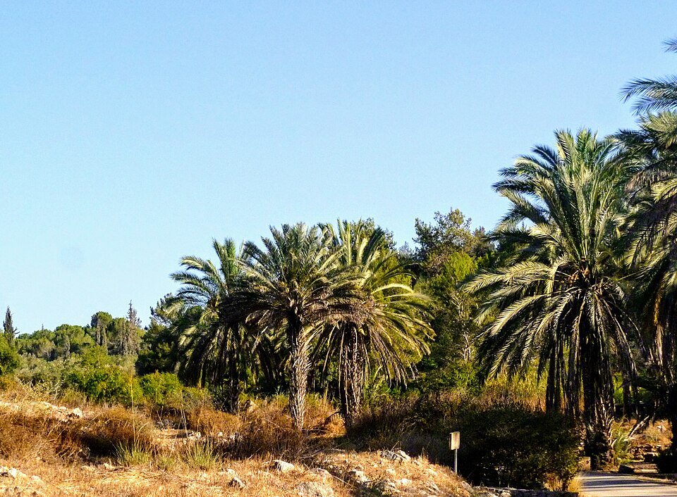 חורשת דקלי תמר בשמורת נוף התנ