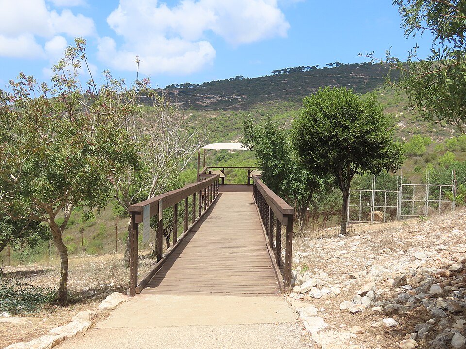גשרון עץ על שביל המבקרים בשמורת חי־בר כרמל