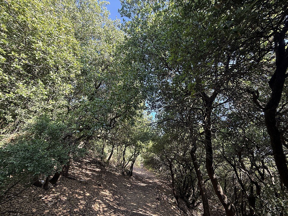 שביל עפר בין עצי חורש בשמורת הר מירון (צילום: שלמה רודד, ויקישיתוף, CC BY 2.5)