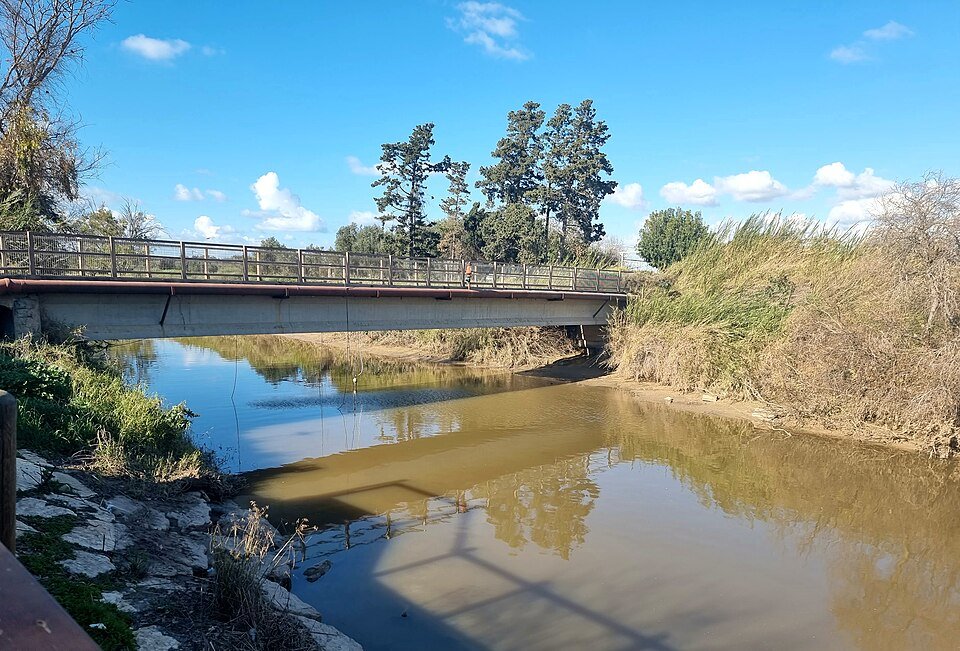 צבים רכים שוחים בנחל אלכסנדר ליד גשר הצבים