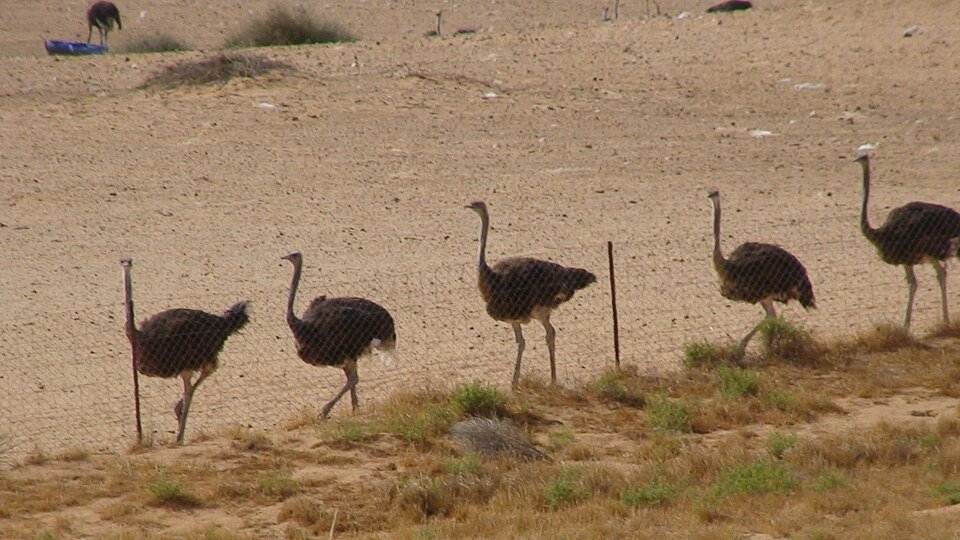 יענים במכלאה פתוחה בישראל