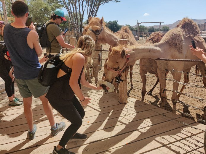 האכלת גמלים בכפר הנוקדים | צילום: יוני גריצנר
