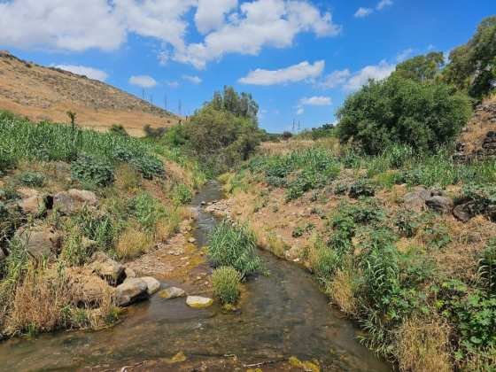 נחל צלמון בסמוך למושבה מגדל | צילום: תקשורות יעל שביט