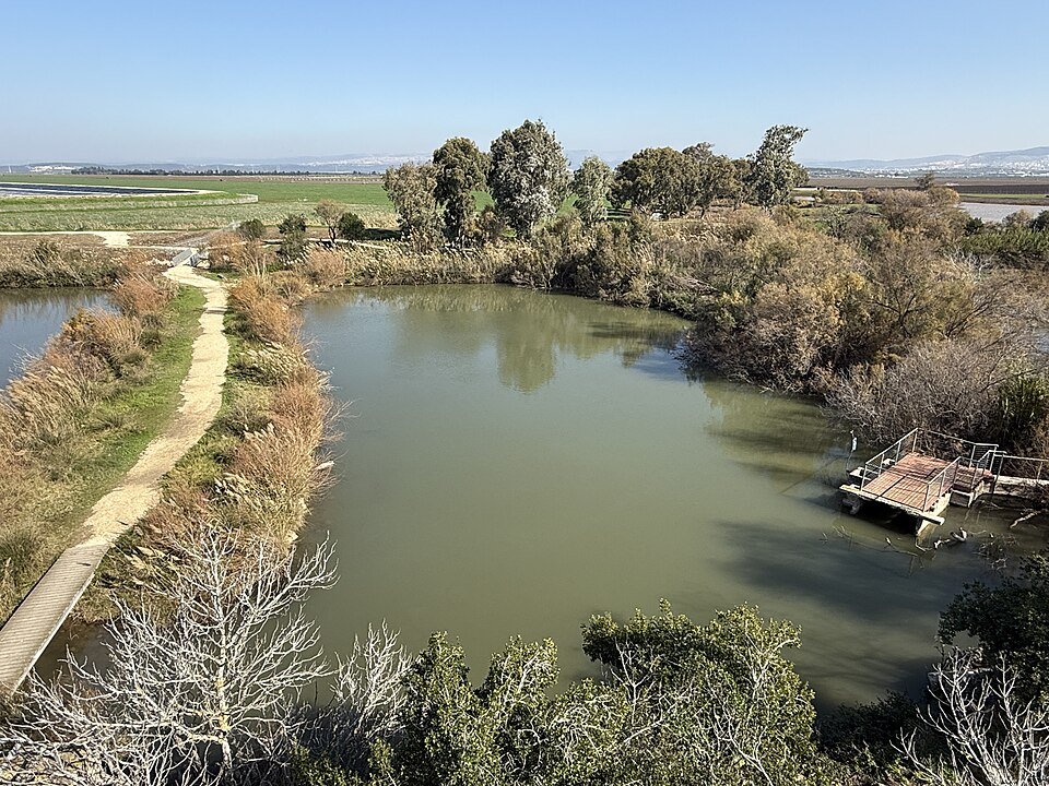 הבריכה והקנים בשמורת עין אפק, אחת השמורות הרטובות הנגישות בארץ