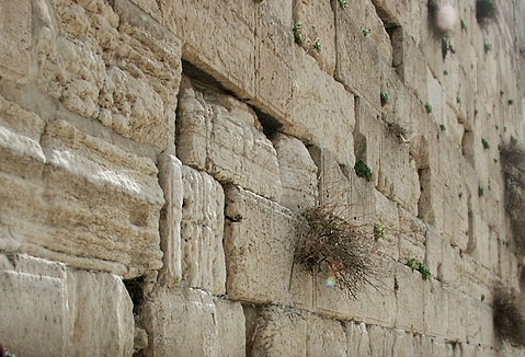 hakotel