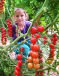 Cherry_Tomatos_Arava_agri_center_small