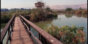 מסלולים נגישים לעגלה עם פעוטות: המדריך המשפחתי המלא – משבילי העץ באגמון החולה ועד עין אפק, פארק המסילה וטיילות החוף שביל העץ המוגבה באגמון החולה – מסלול שטוח שאפשר לדחוף עליו עגלה מתחילתו ועד סופו | צילום: צילום: לשכת העיתונות הממשלתית, ויקישיתוף, CC BY-SA 3.0