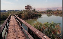 מסלולים נגישים לעגלה עם פעוטות: המדריך המשפחתי המלא – משבילי העץ באגמון החולה ועד עין אפק, פארק המסילה וטיילות החוף שביל העץ המוגבה באגמון החולה – מסלול שטוח שאפשר לדחוף עליו עגלה מתחילתו ועד סופו | צילום: צילום: לשכת העיתונות הממשלתית, ויקישיתוף, CC BY-SA 3.0