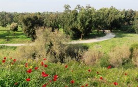 25 מיליון שקל לשיקום נחלים בנתיבות ובאופקים נחל גרר בנגב המערבי. אילוסטרציה | צילום: יהודית גרעין-כל / Wikimedia Commons, CC BY 2.5
