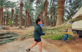 סכך כהלכתו: משלוחי כפות תמרים אחרונים יוצאים מהערבה התיכונה משלוח כפות תמרים ממטעי הערבה התיכונה | צילום: הילה אלבז, הערבה התיכונה