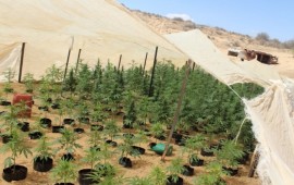 תיעוד נדיר: תעשיית הסמים הבדואית פורחת בבסיס צאלים - ממש מתחת לאף של צה"ל תיעוד של שדה מריחואנה. צילום: תנועת רגבים