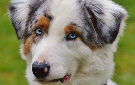 ניצחון החמלה והשכל הישר: משרד החקלאות יחויב להקצות 4.5 מלש"ח לעיקור וסירוס כלבים עיקור וסירוס כלבים חובה מוסרית וחסכון עצום. צילום: אילוסטרציה