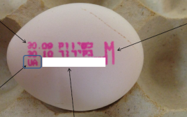 סלמונלה התגלתה במשלוח ביצים מיובאות מאוקראינה