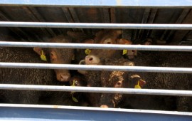 מחר ידון בגץ בעתירה נגד מנהל השירותים הווטרינריים במשרד החקלאות צילום מהעצרת: רויטל טופיול, צילום עגלים: עמותת אנונימוס לזכויות בעלי-חיים