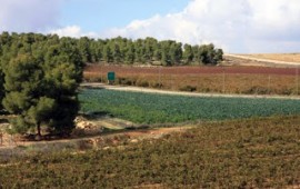 יער יתיר - גאווה ישראלית ביום היערות הבינלאומי יער יתיר. צילום: יעקב שקולניק