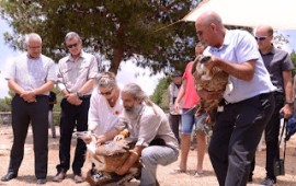 פורשים כנף: נחמה ריבלין שחררה לטבע את הנשרים "נחמה ורובי'' רעיית נשיא המדינה שחררה לטבע את הנשרים