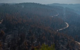 רשות מקרקעי ישראל תקצה, באמצעות הקרן לשמירה על שטחים פתוחים, 30 מיליון שקלים לטובת שיקום השטחים אשר נפגעו בשריפות בהרי ירושלים צילום: אורטל צבר