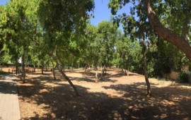 תושבים ברמה"ש פונים לחברי מועצת העיר בקריאה להצביע נגד כריתת חורשת העמל חורשת עמל (צילום: עמית גירון)