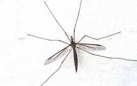 פריצת דרך מדעית עשויה לסייע במאבק נגד היתושים yatush