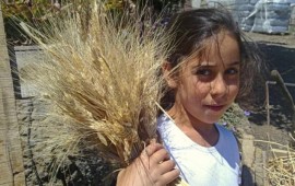 סדנאות קציר חיטים בחג השבועות ובימי שישי בחוות בל עפרי ברמת הגולן