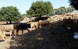מטה אשר: שלוש מכלאות בקר בלתי חוקיות שהוקמו ללא היתר על אדמות מדינה בערב אל ערמשא פונו ע"י מפקחי רשות מקרקעי ישראל