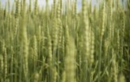 "שיבולים", חיפוי קיר מקורי של הצלם הנודע סטפן איזקסון mitpatim_ECO_shibolim_small