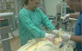 לראשונה בארץ: תרגול הנשמת פגים ותינוקות על מודל חי תרגול הנשמה במודל חי. מירב גפטר, מנהלת רפואית במקסימה מדיקל