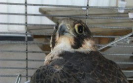 תודה לאשקלונים: בז הציידים הפצוע הוחזר לטבע baz