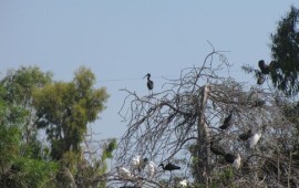 מושבת קינון גדולה של מגלן חום התגלתה בנחל הקישון
