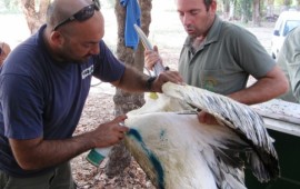 ונספור ציפורים נודדות: 31 שקנאים נלכדו, נבדקו, סומנו - והושבו לטבע