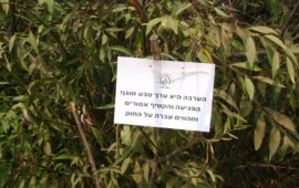 הרבנים הראשיים בשירות הסביבה: סכך שנקטף בטבע - לא כשר katifravot