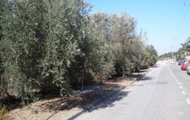 טבעון: התלמידים ימסקו את עצי הזית הציבוריים לסבסוד המסע לפולין eduolive