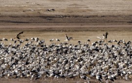 הממשלה אישרה: רשת מוקדי צפרות ארצית בהשקעה של 37 מיליון שקל