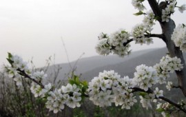 טיול לשבת: אל פריחת הדובדבן ברמת הגולן