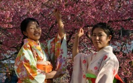 פסטיבל הסאקורה 2012: פורים יפני בגן הבוטני בירושלים