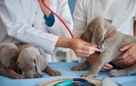 רפואה מונעת וטיפול בחיות מחמד קרדיט תמונה FREEPIK