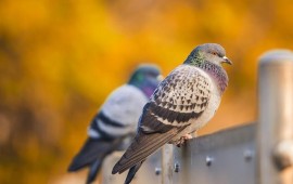 3 טיפים שאתם חייבים להכיר להרחקת יונים קרדיט תמונה FREEPIK