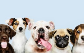 כך תבחרו חטיפים לכלבים קרדיט לתמונה Freepik