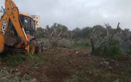 חריש: מפקחי רשות מקרקעי ישראל פינו מטע זיתים לקראת עבודות התשתית להקמת השכונה החדשה קרדיט צילום: רשות מקרקעי ישראל.